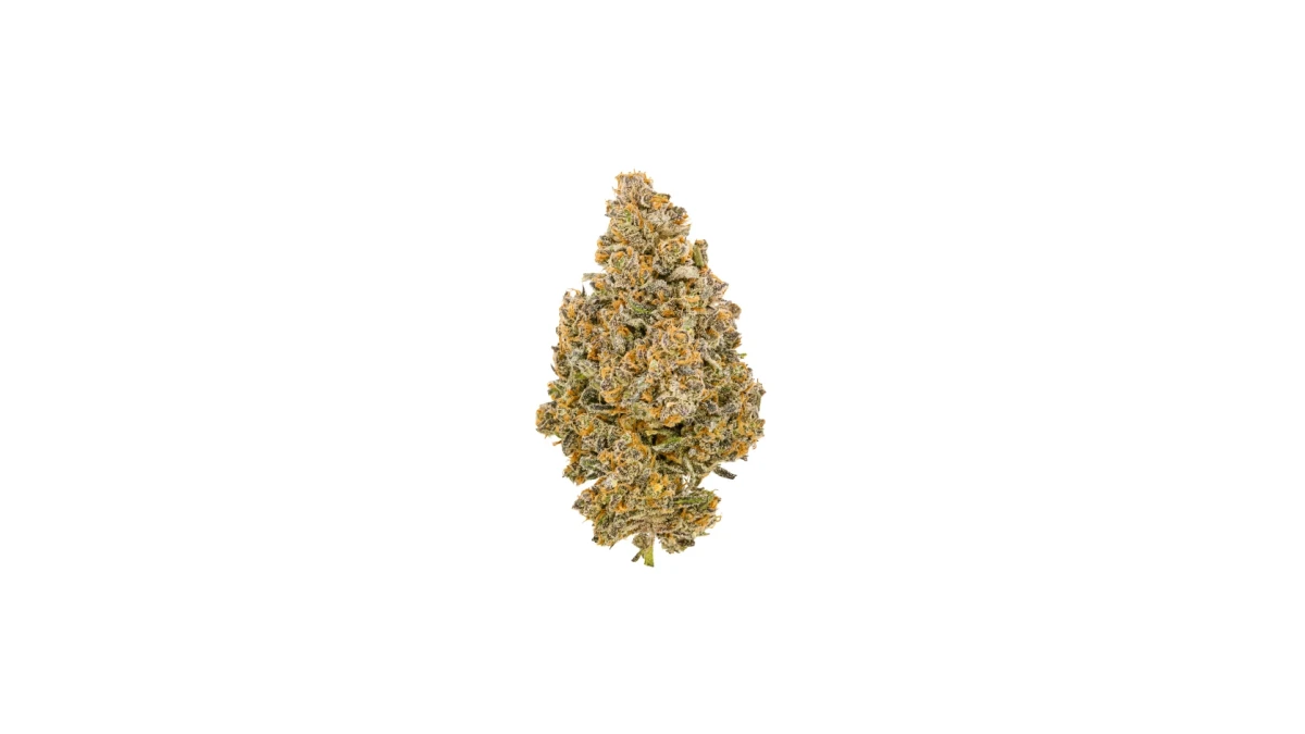 Avaay Signature 7/11 GCO Green Croc Orange – Medizinisches Cannabis