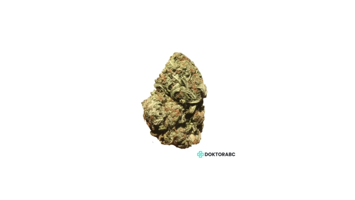 White Gorilla – Medizinisches Cannabis
